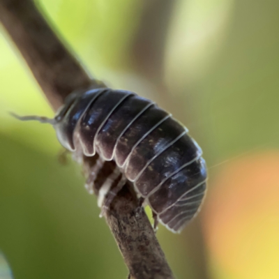 Armadillidium vulgare at Cardiff, NSW - 27 Jul 2024 by Hejor1