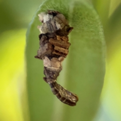 Lepidoscia lainodes at Cardiff, NSW - 27 Jul 2024 by Hejor1