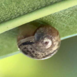 Cornu aspersum at Cardiff, NSW - 28 Jul 2024