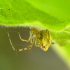 Theridion pyramidale at Cardiff, NSW - 28 Jul 2024 by Hejor1