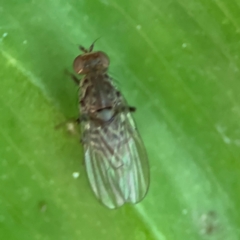 Ephydridae sp. (family) at Cardiff, NSW - 27 Jul 2024 by Hejor1