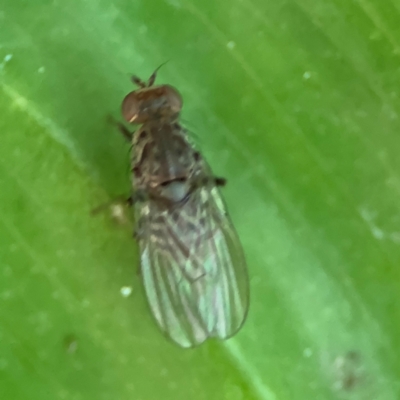 Ephydridae sp. (family) at Cardiff, NSW - 27 Jul 2024 by Hejor1