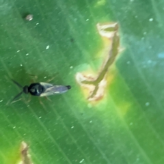 Ceratopogonidae (family) at Cardiff, NSW - 28 Jul 2024 09:50 AM