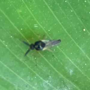 Ceratopogonidae (family) at Cardiff, NSW - 28 Jul 2024 09:50 AM