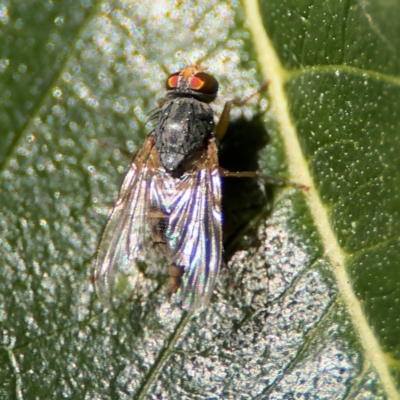 Pygophora sp. (genus) (A muscid fly) at Cardiff, NSW - 28 Jul 2024 by Hejor1