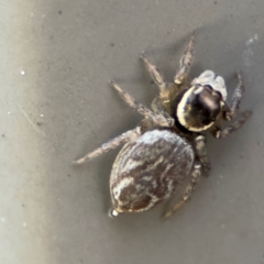 Maratus griseus (Jumping spider) at Cardiff, NSW - 28 Jul 2024 by Hejor1