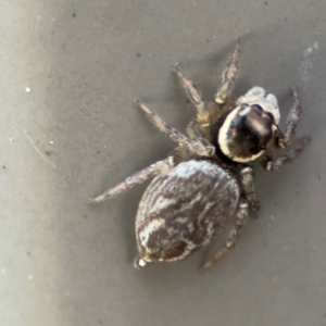 Maratus griseus at Cardiff, NSW - 28 Jul 2024 09:56 AM