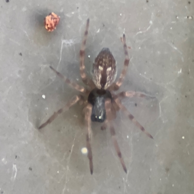 Badumna (genus) (Lattice-web spider) at Cardiff, NSW - 28 Jul 2024 by Hejor1