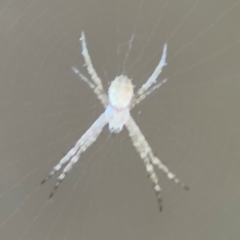 Argiope (genus) (A St. Andrew's cross spider) at Cardiff, NSW - 28 Jul 2024 by Hejor1
