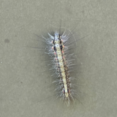 Anestia (genus) (A tiger moth) at Cardiff, NSW - 28 Jul 2024 by Hejor1