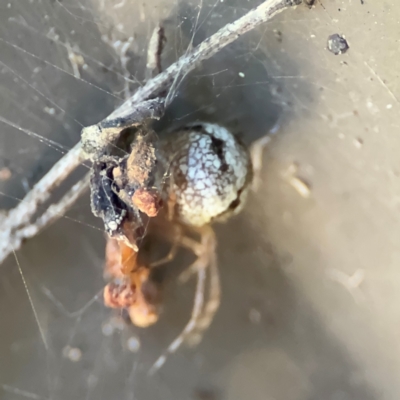 Cryptachaea gigantipes (White porch spider) at Cardiff, NSW - 27 Jul 2024 by Hejor1