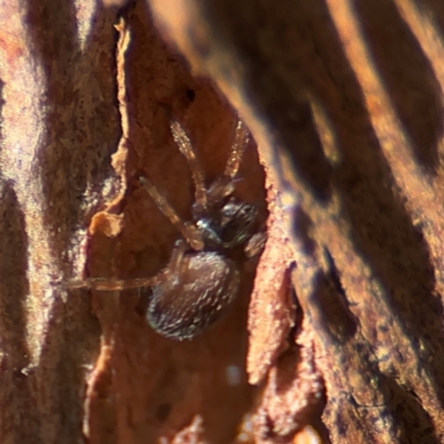 Badumna sp. (genus) at Cardiff, NSW - 28 Jul 2024 by Hejor1