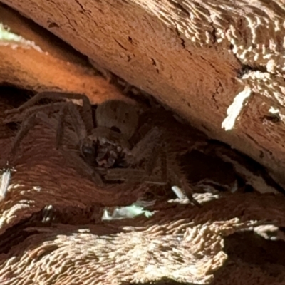 Isopeda (genus) (Huntsman Spider) at Cardiff, NSW - 28 Jul 2024 by Hejor1
