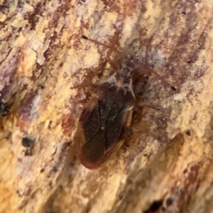 Aradidae (family) at Cardiff, NSW - 28 Jul 2024 10:16 AM