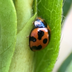 Coelophora inaequalis (Variable Ladybird beetle) at Cardiff, NSW - 28 Jul 2024 by Hejor1