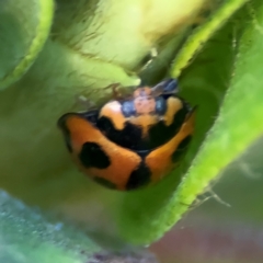 Coelophora inaequalis at Cardiff, NSW - 28 Jul 2024