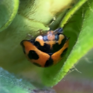 Coelophora inaequalis at Cardiff, NSW - 28 Jul 2024