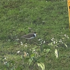 Vanellus miles (Masked Lapwing) at Alison, NSW - 27 Jul 2024 by Hejor1