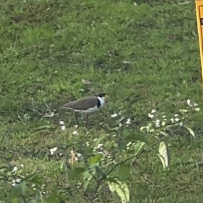 Vanellus miles (Masked Lapwing) at Alison, NSW - 27 Jul 2024 by Hejor1