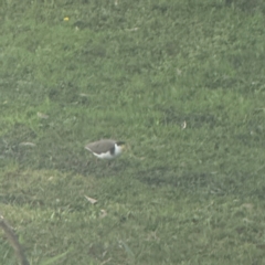 Vanellus miles at Alison, NSW - 27 Jul 2024 03:18 PM