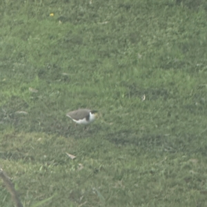 Vanellus miles at Alison, NSW - 27 Jul 2024 03:18 PM