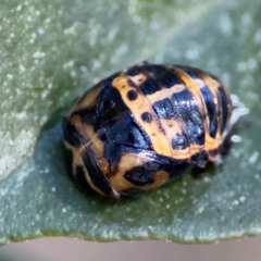 Harmonia conformis (Common Spotted Ladybird) at Cardiff, NSW - 28 Jul 2024 by Hejor1