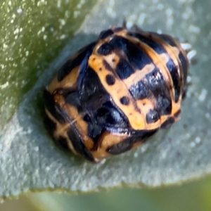 Harmonia conformis at Cardiff, NSW - 28 Jul 2024 10:24 AM