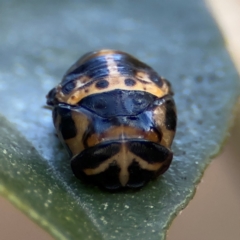 Harmonia conformis at Cardiff, NSW - 28 Jul 2024 10:24 AM