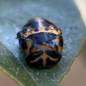 Harmonia conformis at Cardiff, NSW - 28 Jul 2024