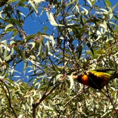 Trichoglossus moluccanus (Rainbow Lorikeet) at Alison, NSW - 27 Jul 2024 by Hejor1