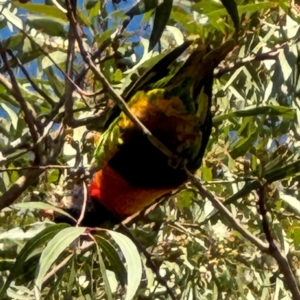 Trichoglossus moluccanus at Alison, NSW - 27 Jul 2024