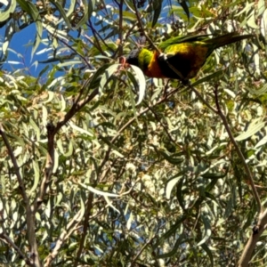 Trichoglossus moluccanus at Alison, NSW - 27 Jul 2024