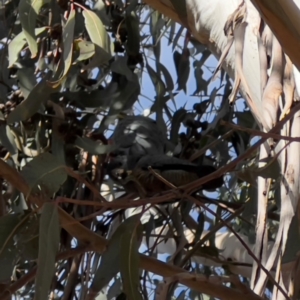 Callocephalon fimbriatum at Garran, ACT - suppressed