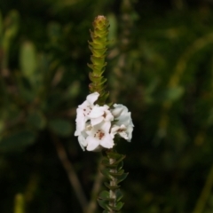 Epacris microphylla (Coral Heath) at Jervis Bay, JBT - 8 Jul 2024 by RobG1