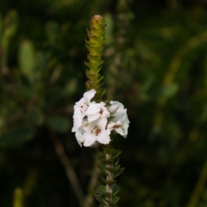 Epacris microphylla at Jervis Bay, JBT - 8 Jul 2024