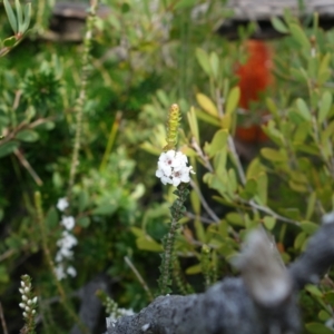 Epacris microphylla at Jervis Bay, JBT - 8 Jul 2024