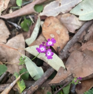 Lantana montevidensis at Ransome, QLD - 27 Jul 2024