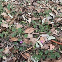 Lantana montevidensis at Ransome, QLD - 27 Jul 2024