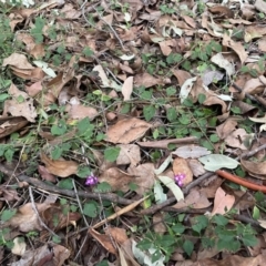 Lantana montevidensis at Ransome, QLD - 27 Jul 2024 04:46 PM