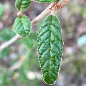 Pomaderris betulina subsp. betulina at Googong, NSW - suppressed