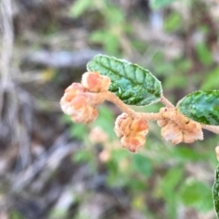 Pomaderris betulina subsp. betulina at Googong, NSW - suppressed