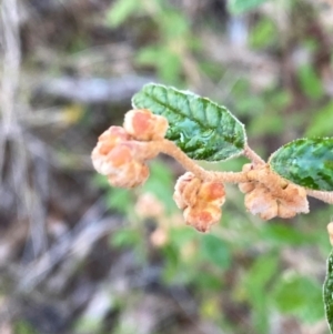 Pomaderris betulina subsp. betulina at Googong, NSW - suppressed