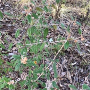 Pomaderris betulina subsp. betulina at Googong, NSW - 28 Jul 2024