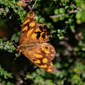 Heteronympha solandri at Thredbo, NSW - 3 Feb 2021