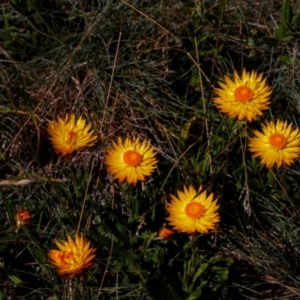 Xerochrysum subundulatum at Thredbo, NSW - 3 Feb 2021