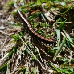 Paradoxosomatidae sp. (family) (Millipede) at Thredbo, NSW - 3 Feb 2021 by MB