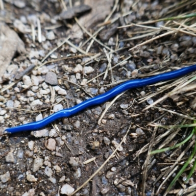 Caenoplana coerulea (Blue Planarian, Blue Garden Flatworm) at Thredbo, NSW - 3 Feb 2021 by MB