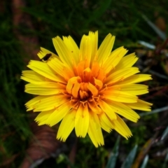 Microseris lanceolata (Yam Daisy) at Thredbo, NSW - 3 Feb 2021 by MB