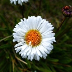 Brachyscome scapigera (Tufted Daisy) at Thredbo, NSW - 3 Feb 2021 by MB