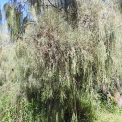 Amyema cambagei (Sheoak Mistletoe) at Elliott Heads, QLD - 5 Jul 2024 by Gaylesp8